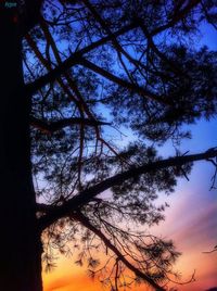 Low angle view of bare tree against sky