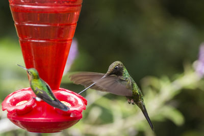 Close-up of bird perching on a feeder