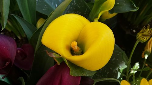Close-up of yellow flower