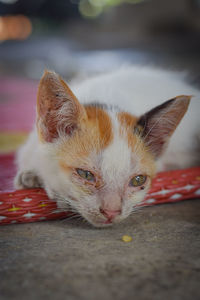 Portrait of cat lying down