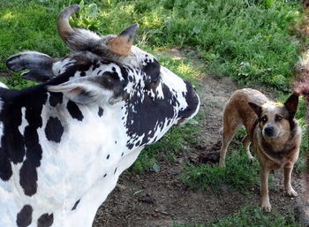 Close-up portrait of dog standing on field
