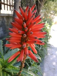 Close-up of red flower