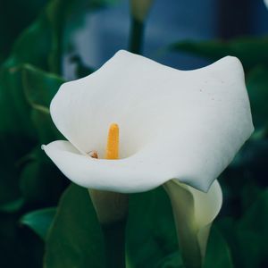 White calla lily in the garden in springtime