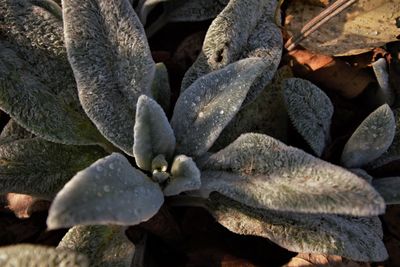 Full frame shot of leaves on field