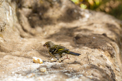 Close-up of insect perching on rock