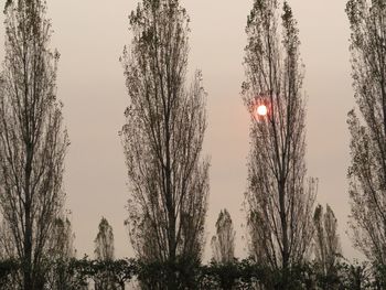 Low angle view of bare trees against clear sky