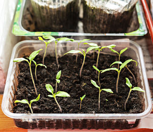 Seedlings of tomatoes and pepper, growth plants, growing vegetables, organic gardening, sprouts