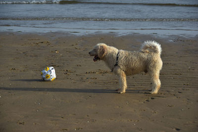 Dogs playing on beach