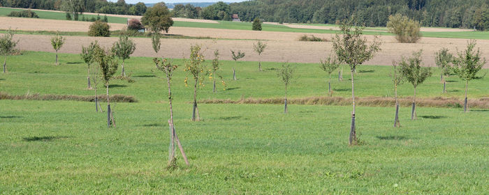 Scenic view of field