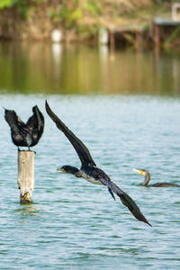 Birds flying over lake