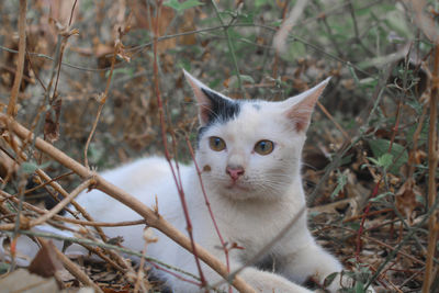 Portrait of a cat on field