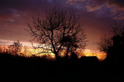 Silhouette of bare trees at sunset