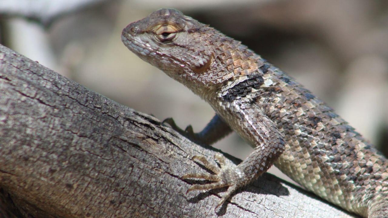 Collared lizard