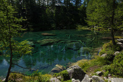 Scenic view of river in forest