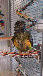 Birds perching in cage