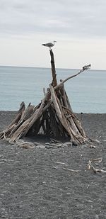 Driftwood on shore by sea against sky
