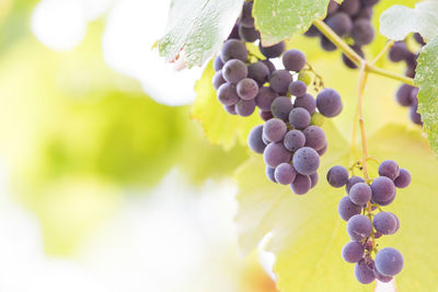 Close-up of grapes growing in vineyard