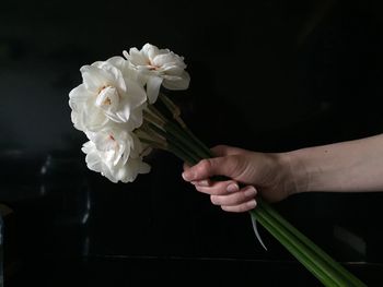 Cropped hand holding bunch of white daffodils