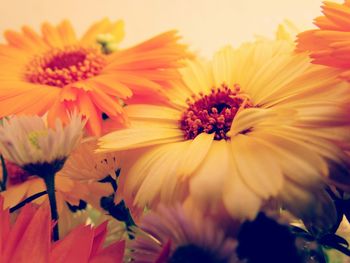 Close-up of yellow flower