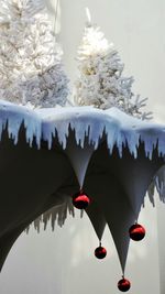 Low angle view of flowers