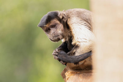 Captive raised brown tufted capuchin gets a close up on a sunny day