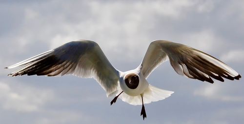 Black-headed gull flying in mid-air