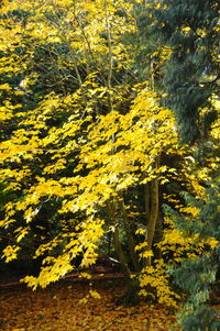 Yellow flowers growing on tree trunk