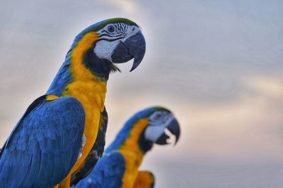 Close-up of parrot