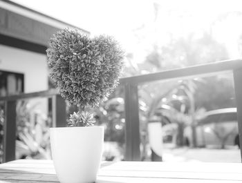 Close-up of potted plant on table