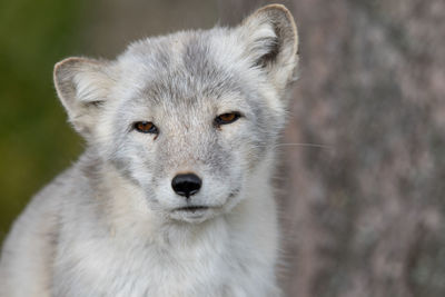 Close-up portrait of rabbit outdoors