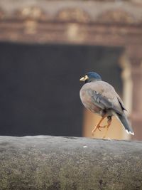 Close-up of bird perching on rock