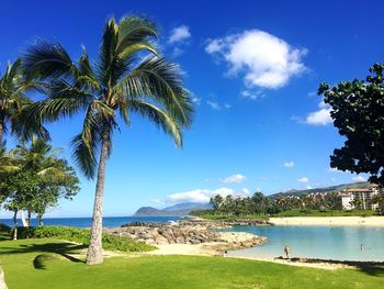 Palm trees on beach against blue sky