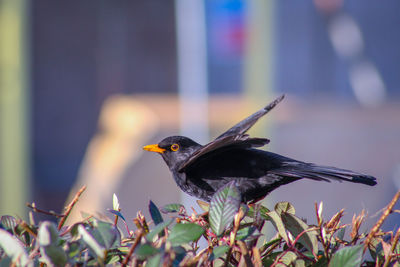 Close-up of bird perching on a plant