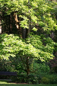 Trees in forest