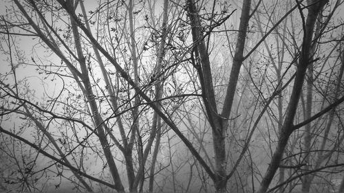 Low angle view of bare trees