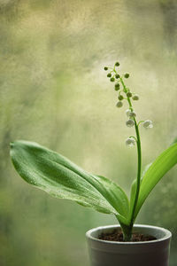 Closeup lily of the valley or convallaria majalis