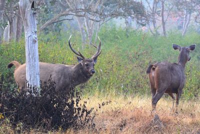 Deer in the forest