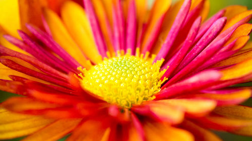 Full frame shot of pink flower