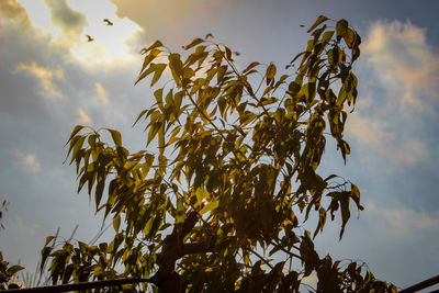 Low angle view of tree against sky