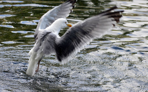 Bird flying over lake