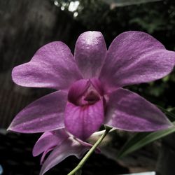 Close-up of pink flower blooming outdoors