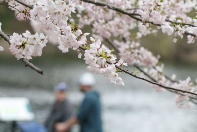 Cherry blossoms in spring