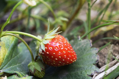 Close-up of strawberries growing on field