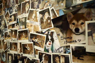 Full frame of dog pictures on wall