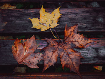 Close-up of autumn leaves