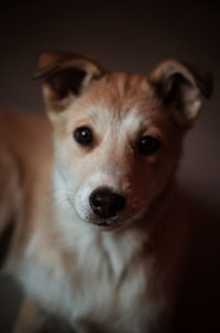 Close-up portrait of dog