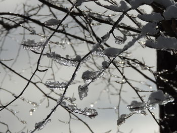 Close-up of raindrops on tree during winter