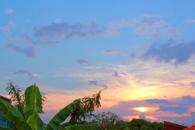 Low angle view of trees against sky