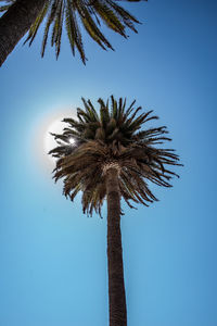 Low angle view of coconut palm tree against clear blue sky