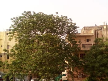 Trees in city against clear sky